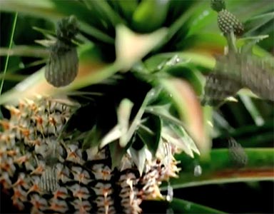 Fattoria dei Sapori - Ananas - Spot